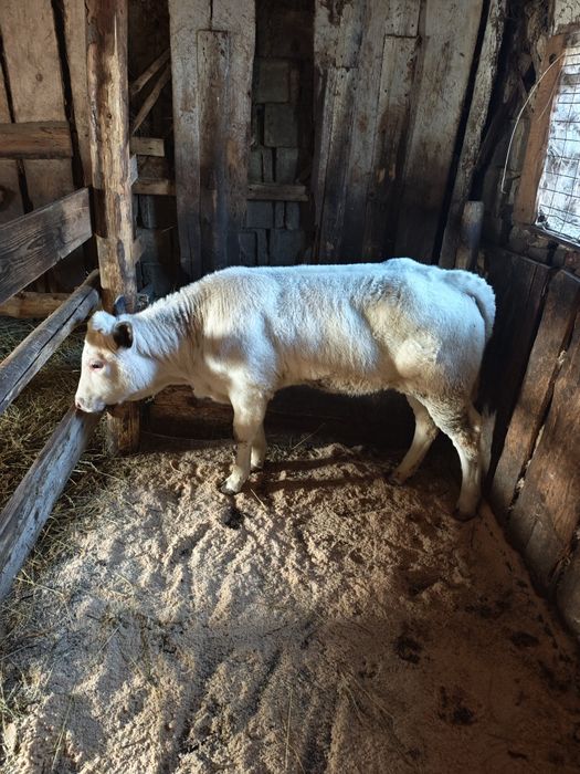 Vând vițică Belga Blue.