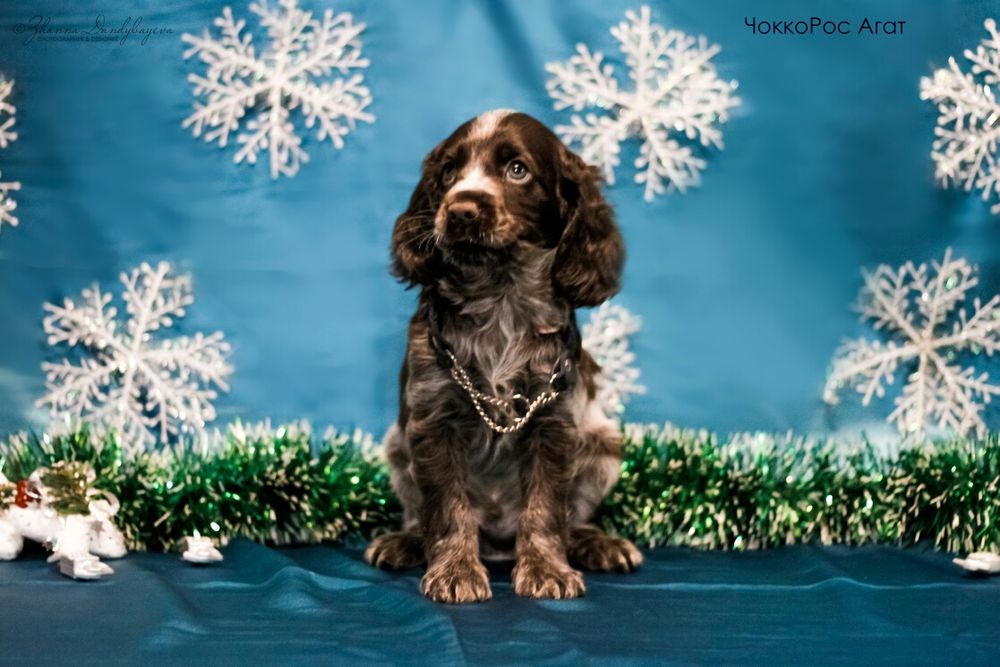 Спаниель в шоколаде