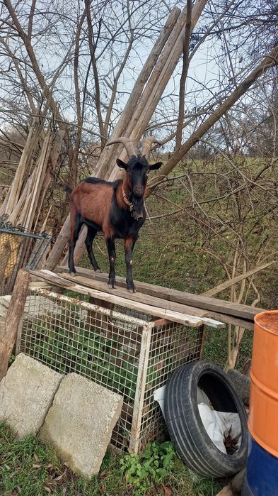 Vând țap alpin cu pedegree!