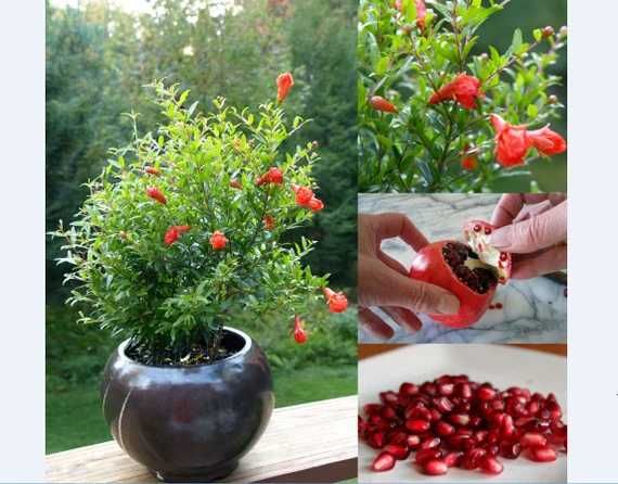 Нар фиданки  - Punika granatum  Студоустойчив и Самоопрашващ