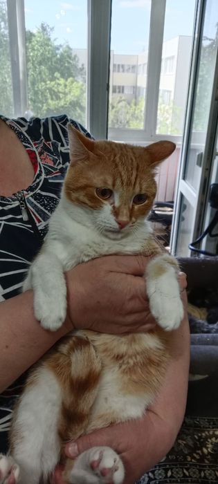Отдам замечательного котика в хорошие руки. Кострированый
