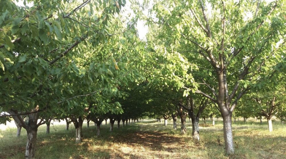 Продава се Земеделски имот в Пловдив, Южен -  кв.м за 4572 €/дка - Снимка #4