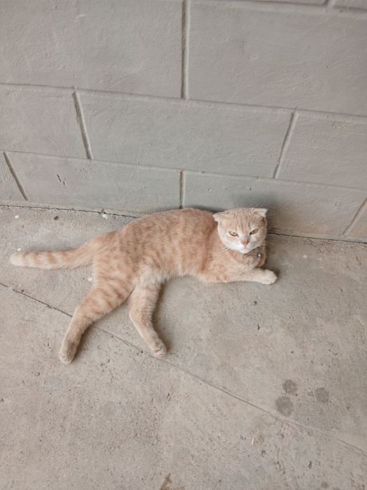 Mushuk sotiladi, scottish fold zotli, tahminan 2 yosh