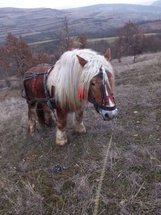 Disponibil armăsar pentru monta