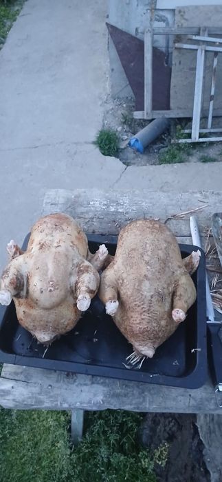 Găini de țară, taiate de vânzare