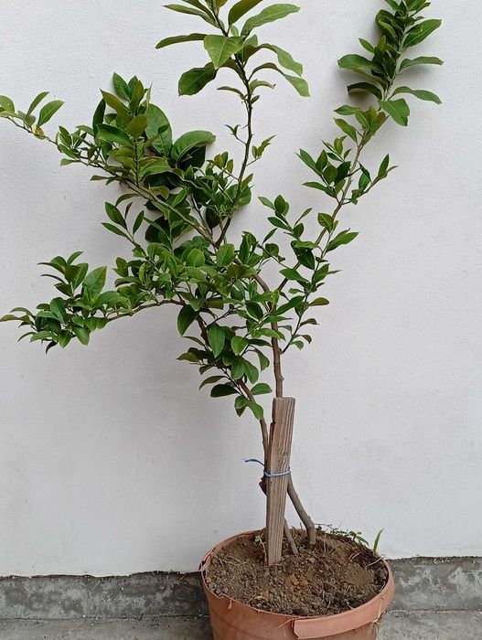 Pom lamai in Ghiveci