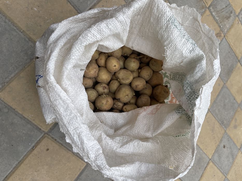Продам картофель на семена