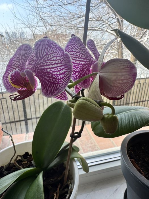 Продам Орхидеи комнатные цветы