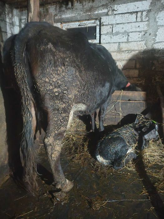 Vând vacă de 5 ani cu vițea belgiană