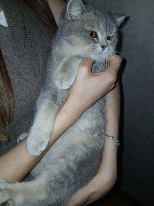 Продаю кошек чистокровные Шиншилы
