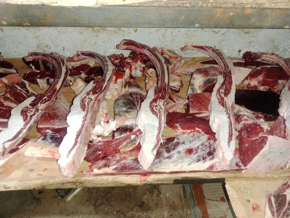 Жылқы еті сатылады.  Бие 5жасар байтал