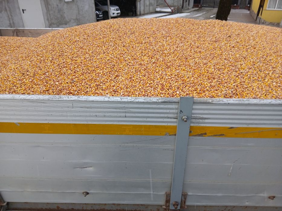 Porumb boabe  Graunte