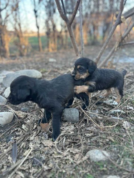 Продам щенков охотничья порода !