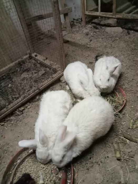 Кролики 3самки 1сомец