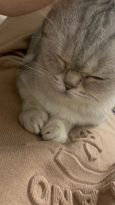 Шотландская-вислоухая кошка