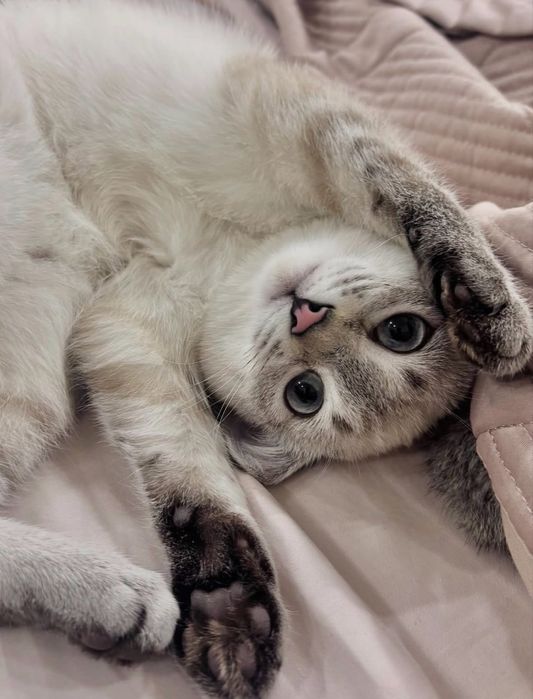 Отдам котенка с приданным