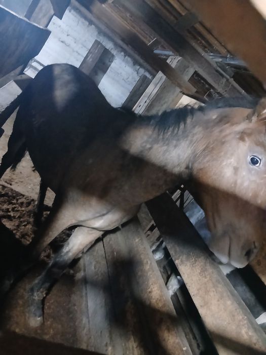 Құнан сатылады семіз