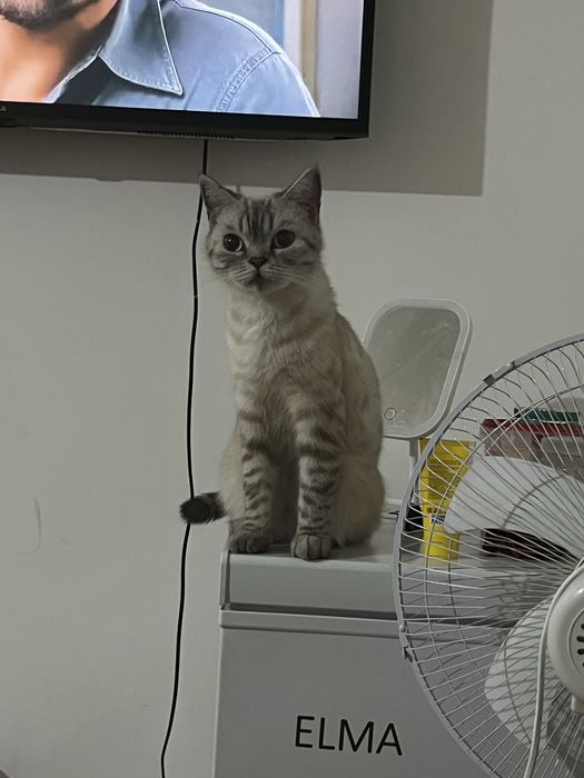 Британская кошка