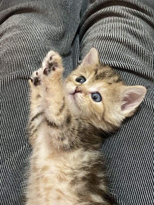 45 yoshdan katta yalangoch