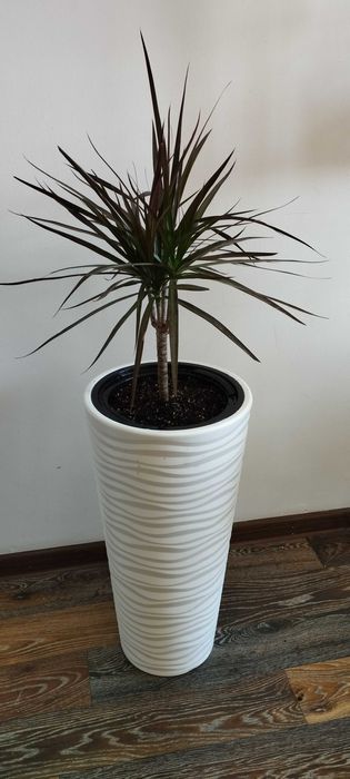 Комнатные цветы для офисов и для дома