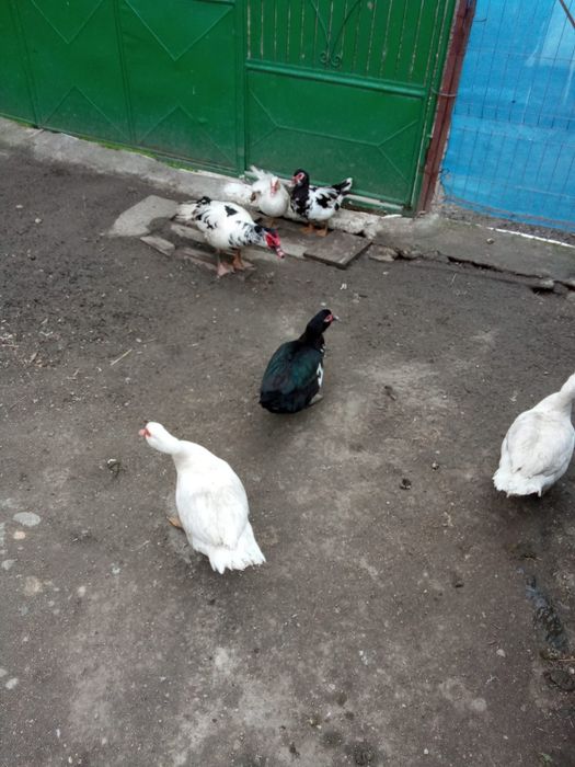 Vând rate  mute sau la schimb cu rate  românești