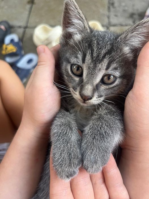 Отдам котят 3 месяца