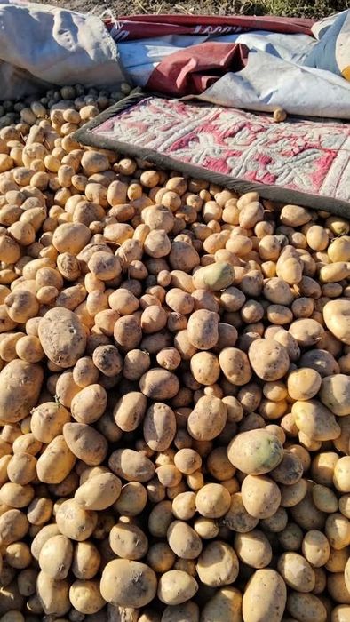 Картофель Нарынқол