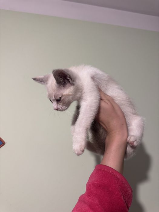 Pisici spre adoptie