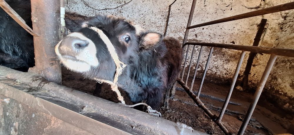 Телета 2 мъжки и 2 женски варненско