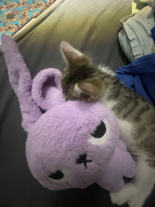 котенок 2 месяца