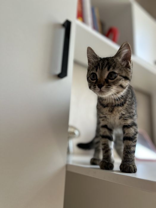 Отдам в добрве руки котенка девочку