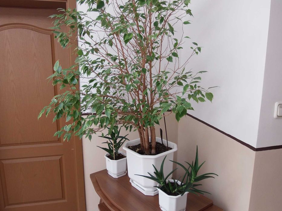 Olympus SP-720UZ 14 mPx