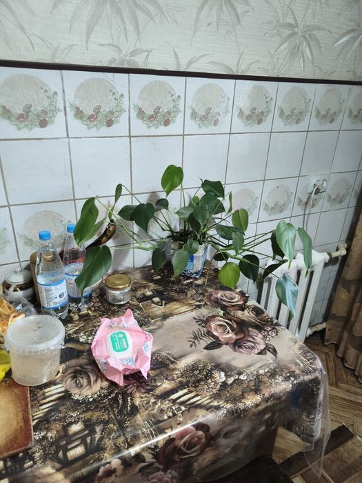 Продам лиана Монстера