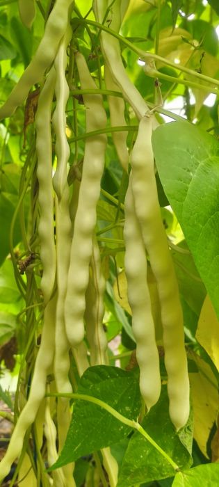 Vând semințe păstăi galbene (Aurie de Bacau)