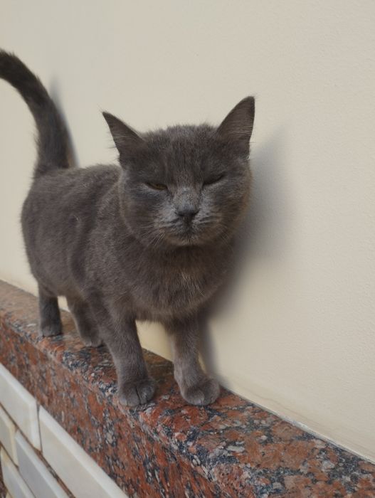 Mushuk sotiladi britanskiy juda aqlli toza qon