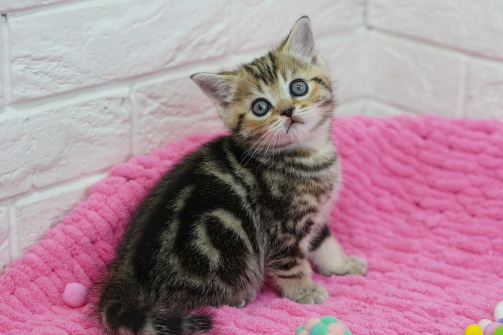 ШотландскиЕ  малыши