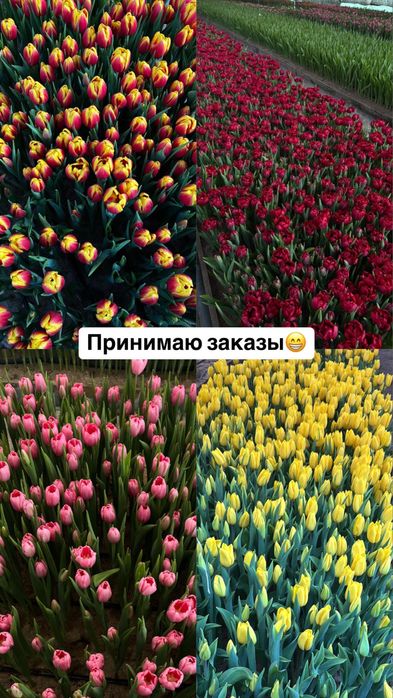Тюльпаны оптом розницу