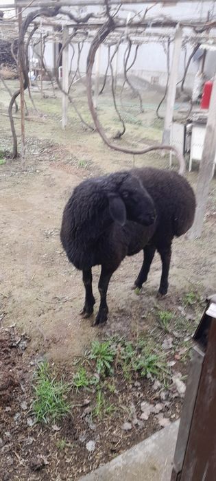 Yem yep turgan qoʻzi qoʻchqorlar sotiladi