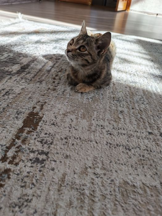 Отдам котёнка бесплатно