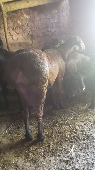 Гисар екі жасар бес бас