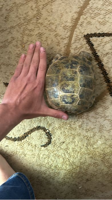 Черепаха сухопутная