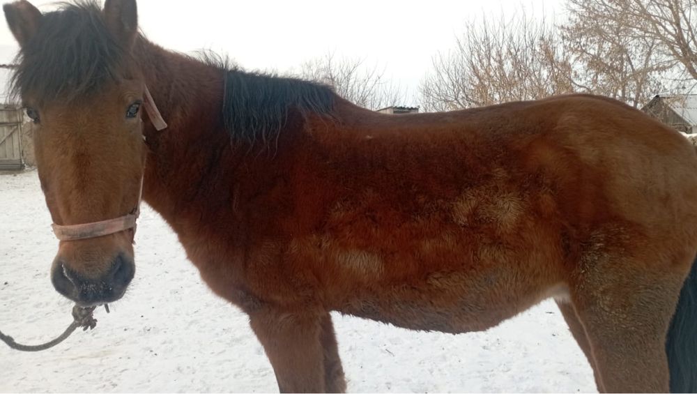 Продам кобыла деревне