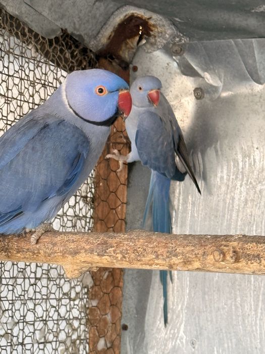 Pereche matura papagali micul alexandru violet