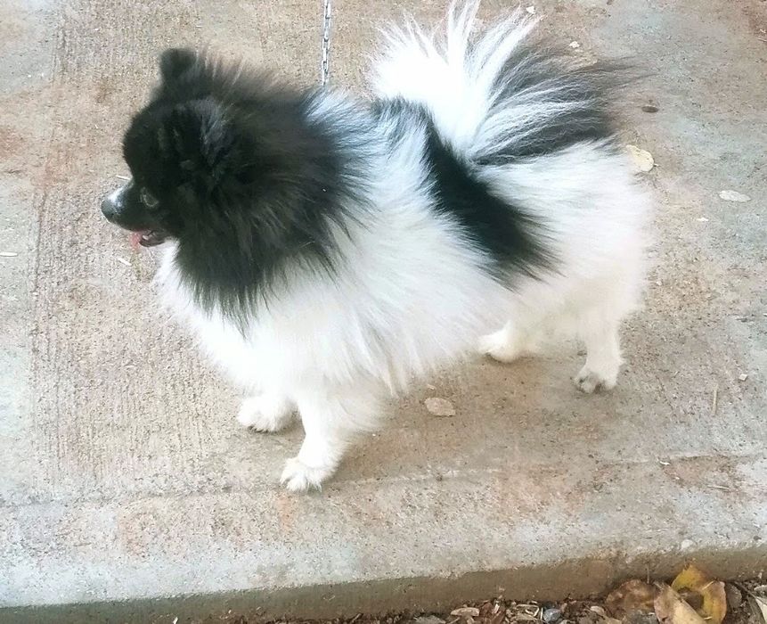 Вязка. Ищем невесту.