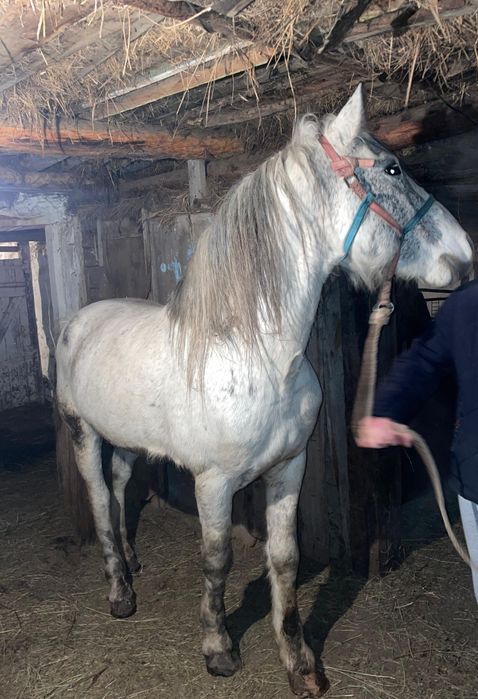 Айғыр сатылады 7 жасар