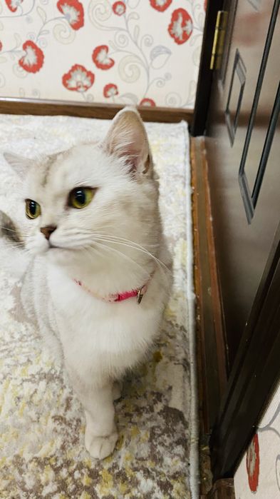 Mushuk sotiladi zoti: British Shorthair