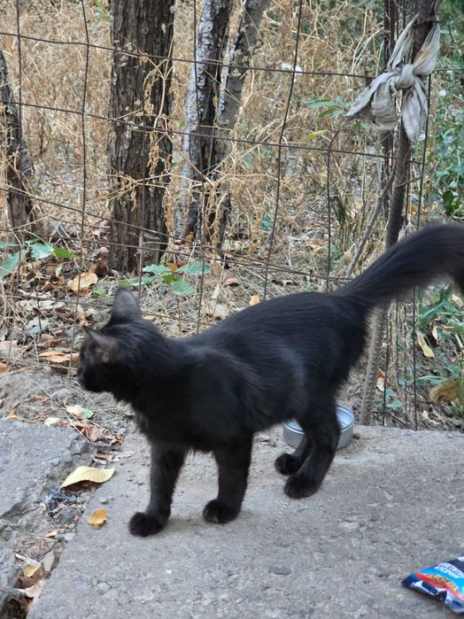 Котенок, милашка, черный