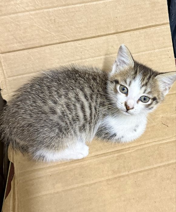 Котята в добрые руки. Трехцветные