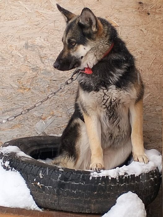 Ищет дом замечательная, добрая собака! Давайте ей поможем!