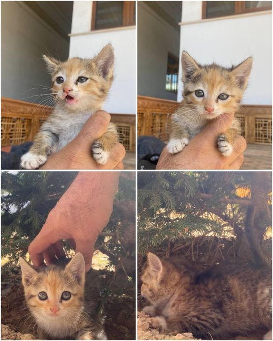 Котята в добрые руки!